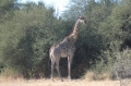 Giraffe 3